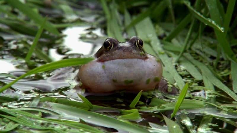 纪录片《爱尔兰的狂野河流：强大的香农 Ireland's Wild River: The Mighty Shannon》[无字][BT][1080P]资源下载