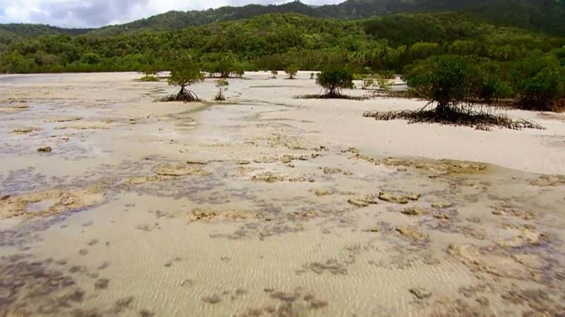 纪录片《红树林的魔力 The Magic of Mangroves》[无字] [BT][DVD画质]资源下载