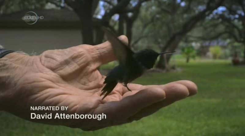 ¼Ƭ鱦ʹ Hummingbirds: Jewelled MessengersĻ/Ļ