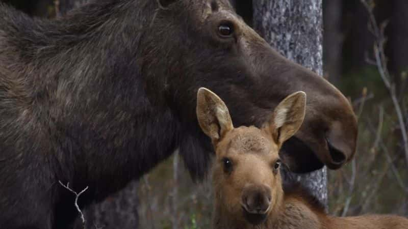 ¼Ƭʶ¹ Meet the Moose Familyȫ1-Ļ/Ļ