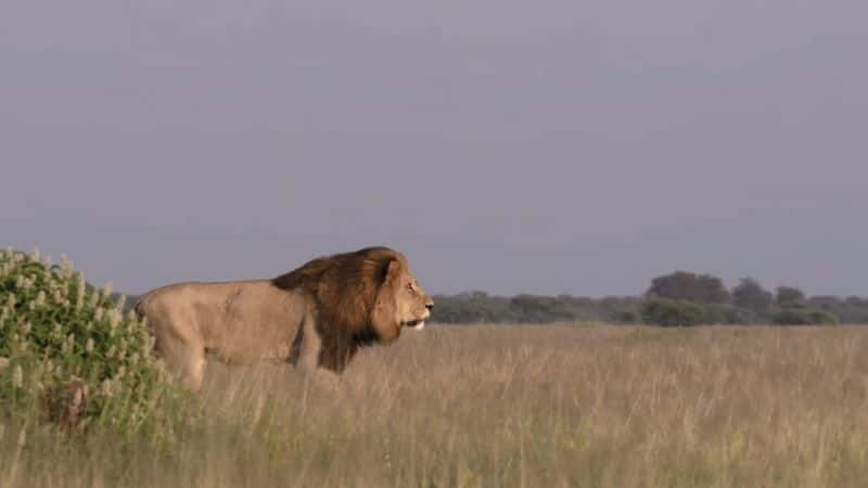 ¼ƬɳĮ֮ Kings of the Desert1080P-Ļ/Ļ