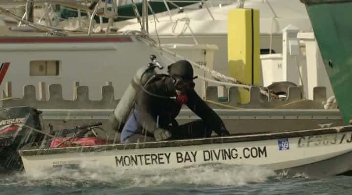 ¼ƬԪ̡ A Million Dollar Baby (Sea Otters)ȫ1-Ļ/Ļ