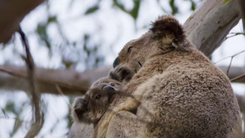 ¼Ƭķ˹Ĵϵ 1 Miriam Margolyes: Almost Australian Series 11080Pȫ3-Ļ/Ļ