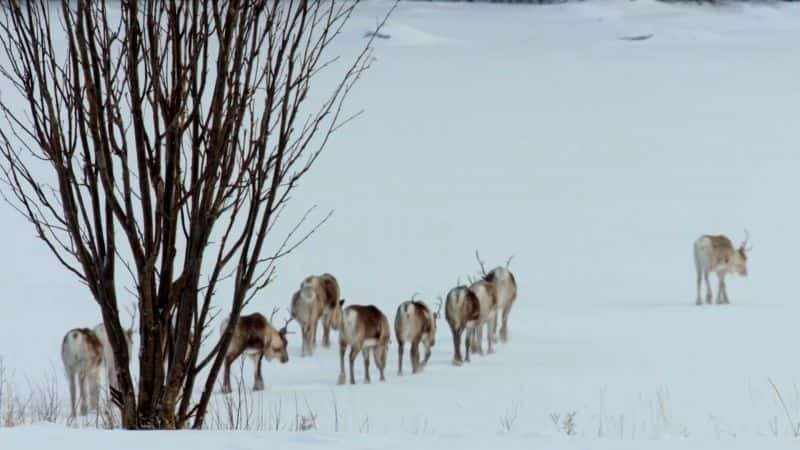 ¼ƬǨ㣺ǨеţȺ Migrations: Herds on the Move1080P-Ļ/Ļ