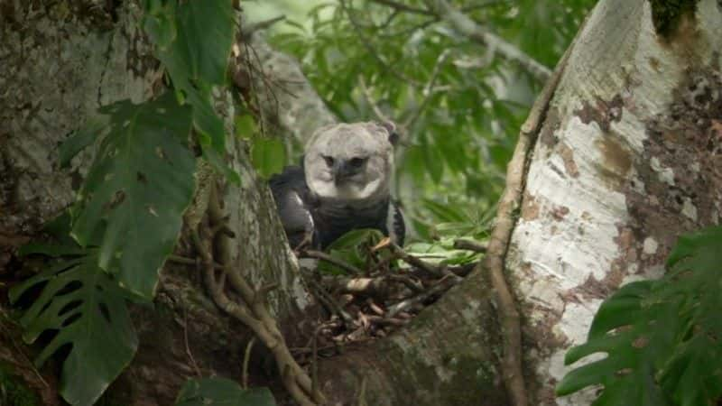 ¼Ƭŵƺʳӥ (BBC) The Monkey-Eating Eagle of the Orinoco (BBC)1080Pȫ1-Ļ/Ļ