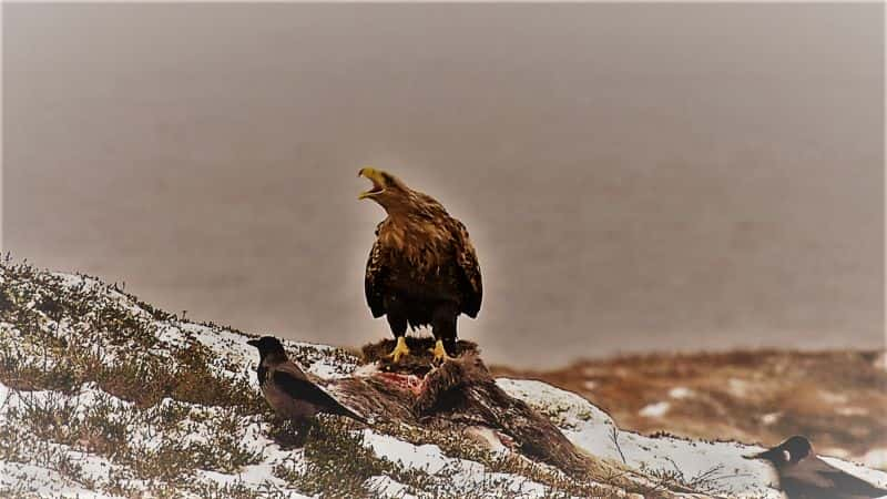 ¼Ƭɽ֮ӥ King of the Mountains: Golden Eagle1080P-Ļ/Ļ