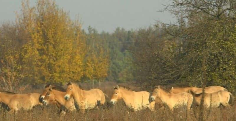 ¼ƬжŵӰ In the Shadow of ChernobylĻ/Ļ