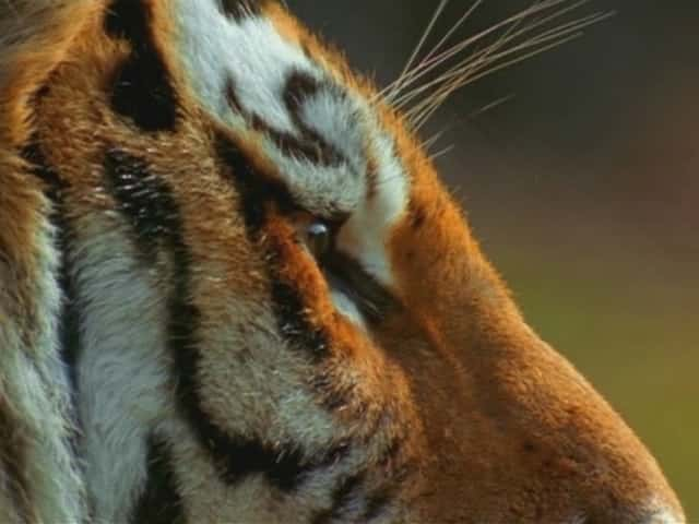 ¼ƬϻӰ In the Shadow of the TigerĻ/Ļ