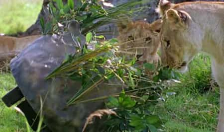 ¼Ƭʨ - Ѩļ Lions - Spy in the Den720P-Ļ/Ļ