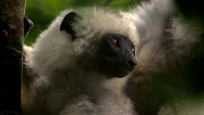 ¼Ƭ˹ӡͼ (BBC 1080p) Madagascar, Lemurs and Spies (BBC 1080p)1080Pȫ1-Ļ/Ļ