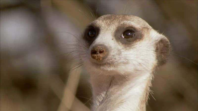 ¼Ƭèǵ (BBC 1080p) Meerkats: Secrets of an Animal Superstar (BBC 1080p)1080Pȫ1-Ļ/Ļ