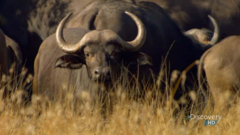 ¼Ƭ˳Ա Man Eating LeopardsĻ/Ļ