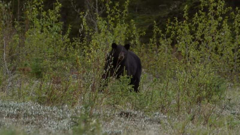 ¼Ƭʶ¹ Meet the Moose Familyȫ1-Ļ/Ļ