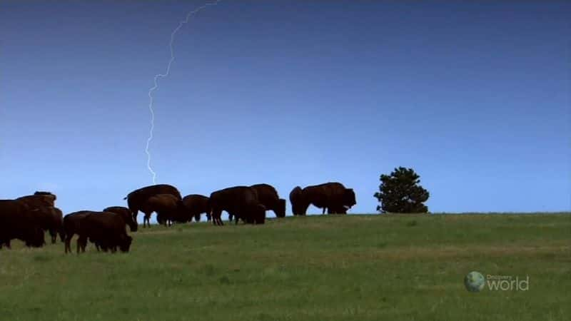 ¼Ƭԭ֮Ұţ King of the Prairie: BisonĻ/Ļ