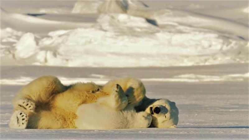 ¼Ƭ뱱ܵó My Journey with a Polar Bear1080P-Ļ/Ļ