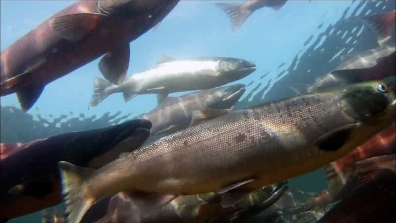 ¼Ƭ˹ӵĿҰ Katmai: Alaska's WildĻ/Ļ