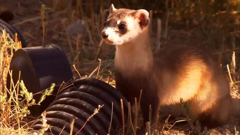 ¼ƬȻý Natures Matchmaker1080P-Ļ/Ļ