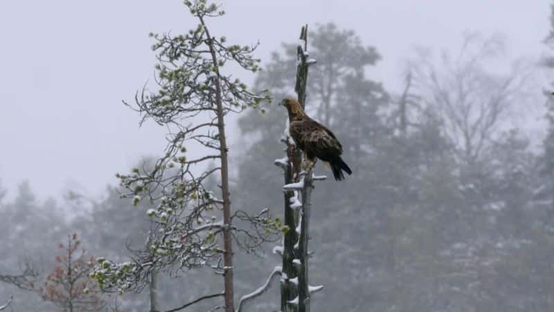 ¼Ƭɽ֮ӥ King of the Mountains: Golden Eagle1080P-Ļ/Ļ