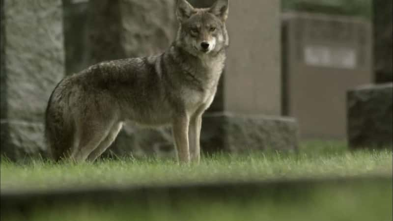 ¼Ƭʶ Coywolf Meet the CoywolfĻ/Ļ