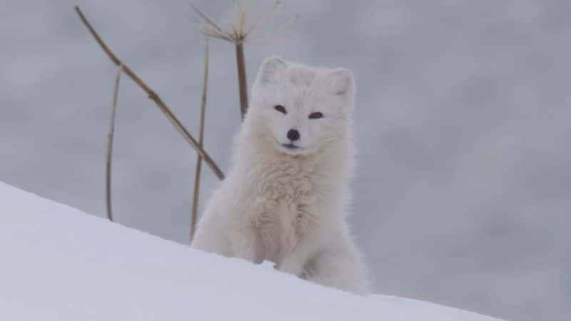 ¼Ƭ֮ (BBC 1080p) Iceland: Land of Ice and Fire (BBC 1080p)1080Pȫ1-Ļ/Ļ