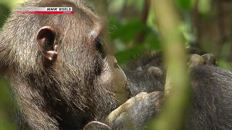 纪录片《卡津加频道：河马天堂 The Kazinga Channel: Hippo Paradise》[无字][BT][1080P]资源下载