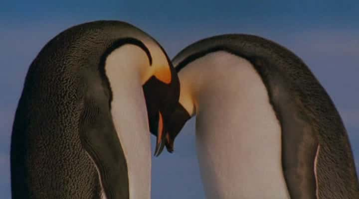 ¼Ƭ The March of the PenguinsĻ/Ļ