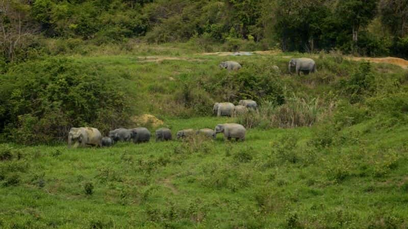 ¼Ƭع֮ϵ 1  05 ֣̩Ȼʮ· Mysteries of the Mekong Series 1 Part 05: Thailand: Nature's Crossroads1080P-Ļ/Ļ