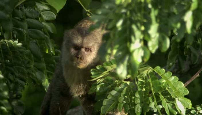 ¼Ƭŵƺʳӥ The Monkey-Eating Eagle of the Orinoco720Pȫ1-Ļ/Ļ