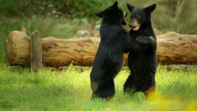 ¼Ƭī磺 (BBC) Mexico: Earth's Festival of Life (BBC)1080Pȫ1-Ļ/Ļ