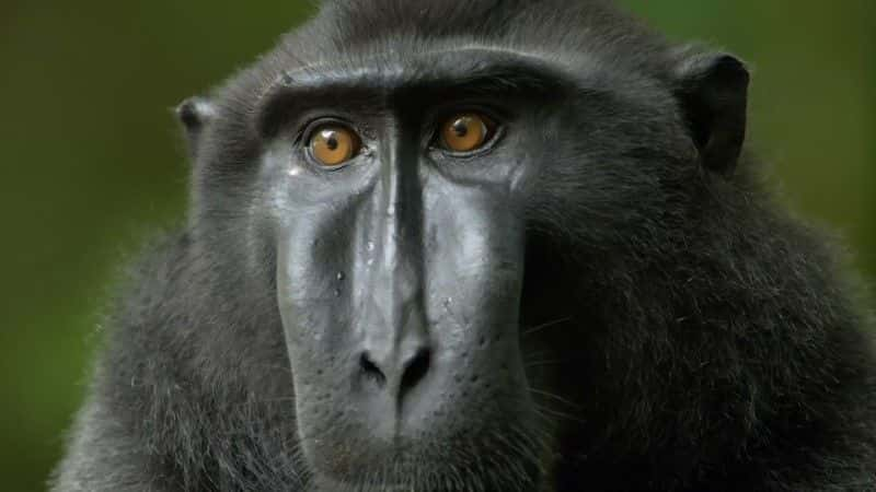 ¼ƬʶӣBBC Meet the Monkeys (BBC)1080Pȫ1-Ļ/Ļ