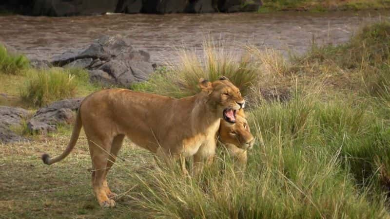 ¼Ƭ Masai Mara: The Big Hunt1080P-Ļ/Ļ