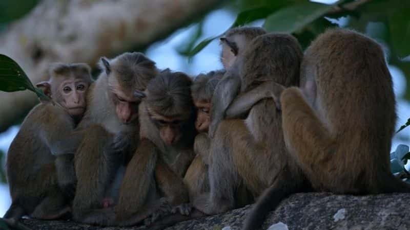 ¼Ƭ Monkey KingdomĻ/Ļ