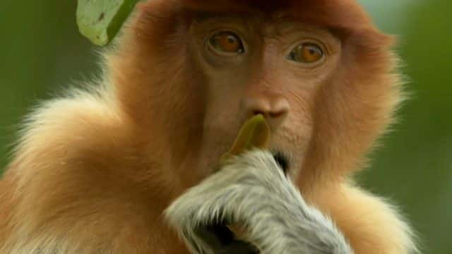 ¼Ƭ Monkey Planet1080Pȫ1-Ļ/Ļ