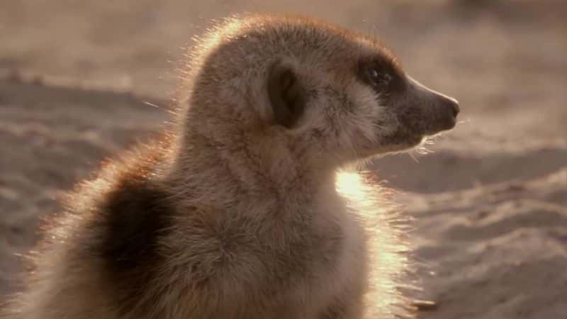 ¼Ƭèǵ Meerkats: Secrets of an Animal Superstar1080Pȫ1-Ļ/Ļ