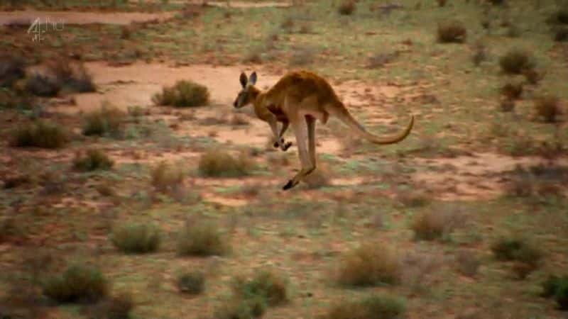 ¼Ƭ (Ch4) Kangaroo (Ch4)Ļ/Ļ