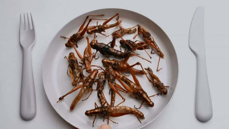 ¼ƬNOVAʳ NOVA: Edible Insects1080P-Ļ/Ļ