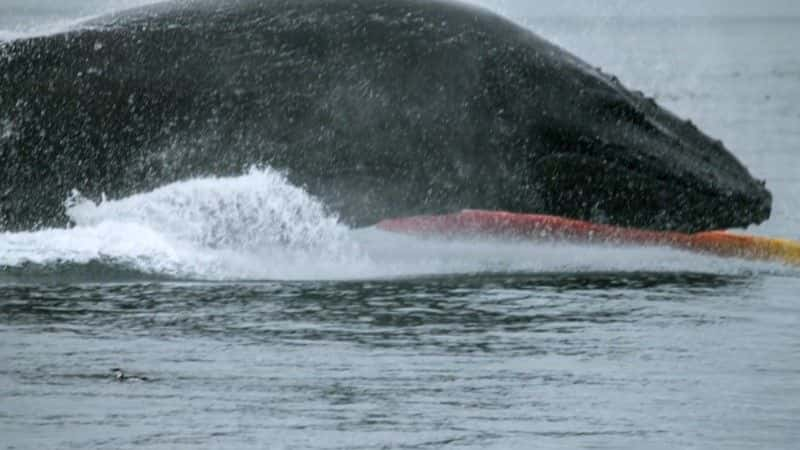 ¼Ƭͷһ̽ Humpback Whales: A Detective Storyȫ1-Ļ/Ļ