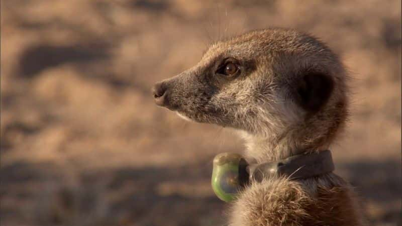 ¼Ƭèǵ (BBC 1080p) Meerkats: Secrets of an Animal Superstar (BBC 1080p)1080Pȫ1-Ļ/Ļ