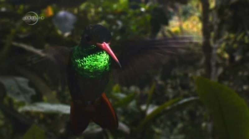 ¼Ƭ鱦ʹ Hummingbirds: Jewelled MessengersĻ/Ļ