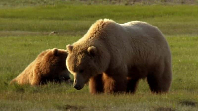 ¼Ƭʶ Meet the Bearsȫ1-Ļ/Ļ