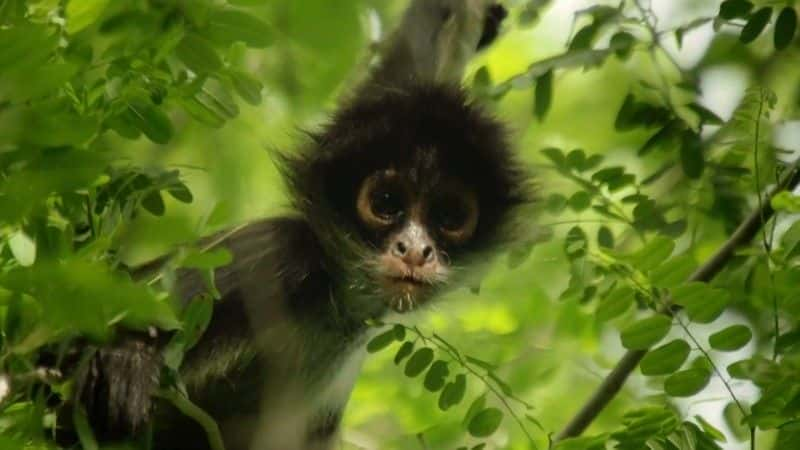 ¼Ƭī磺 Mexico: Earth's Festival of Lifeȫ3-Ļ/Ļ