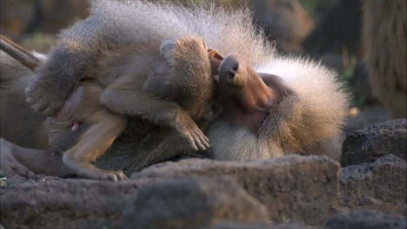 ¼Ƭһ (BBC 1080p) Living with Baboons (BBC 1080p)1080P-Ļ/Ļ