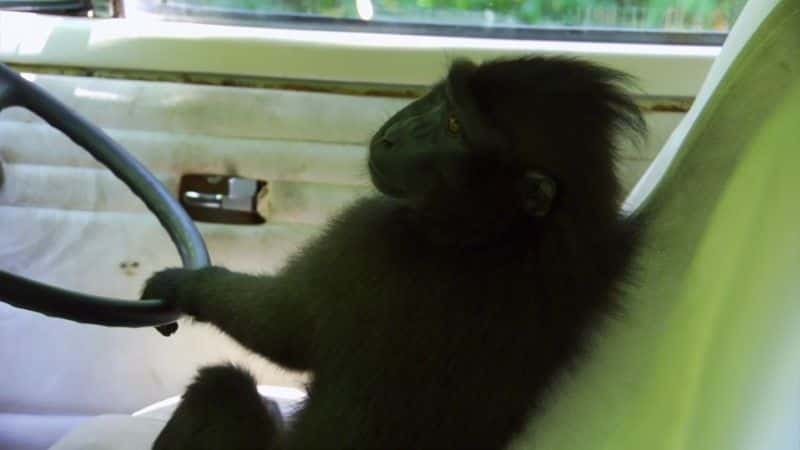 ¼ƬʶӣBBC Meet the Monkeys (BBC)1080Pȫ1-Ļ/Ļ