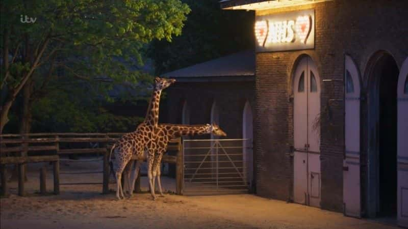 ¼Ƭ׶ض԰ƽһ London Zoo: An Extraordinary Year1080Pȫ1-Ļ/Ļ