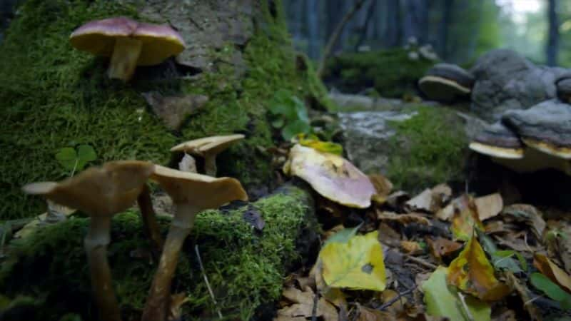 ¼Ƭɭ֣Kalkalpen ҹ԰ Making an Ancient Forest: Kalkalpen National Park1080P-Ļ/Ļ