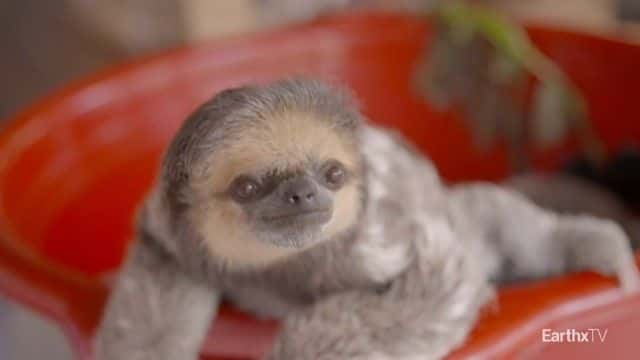 ¼ƬĪݿ˺ Monique and the Sloths1080Pȫ1-Ļ/Ļ