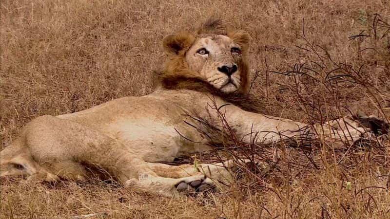 ¼Ƭӡȵʨӻʺ The Lion Queens of India1080P-Ļ/Ļ