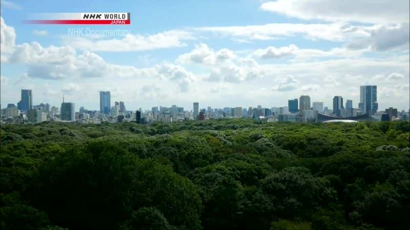 ¼Ƭɭ֣100ʵ Meiji Jingu Forest: A 100-Year Experimentȫ1-Ļ/Ļ