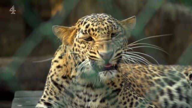 ¼ƬӡȱϮ¼ India's Leopard Attacks1080Pȫ1-Ļ/Ļ