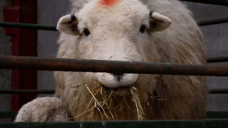 ¼Ƭɽһ˹ƶɿ˵һ (BBC) Life of a Mountain: A Year on Scafell Pike (BBC)1080Pȫ1-Ļ/Ļ